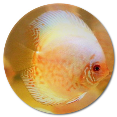 White Angel Discus - 2-3 inch - New Strain White Angel Discus - 2-3 inch - New Strain